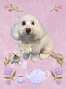 「Dog salon mofu mofu　余市町」