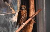 「🦉アオバズクの公開を開始します！」