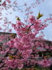 お花見「ならちゃんが行く」