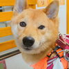 うめちゃん「今日のお友達」