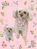 「Dog salon mofu mofu　余市町」