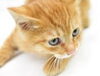 フランシス・ポッテンジャー博士の猫の実験「【原因不明の不調は不健康な食事です】気功師が行うメタトロン測定　鳥取・米子・大山・境港・松江・出雲　鳥取氣功院」