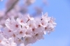 「まもなくお花見シーズン到来🌸キボミ特製ちらし寿司や酒類・飲料を品揃え豊富に販売中！お花見をもっと手軽に、もっと特別に♪」