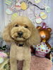 あんずちゃん❣️誕生日おめでとう❣️「誕生日おめでとう(^｡^)」