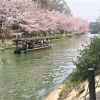 「宇治川派流」・「十石舟」・「桜」「【編集部ニュース】弥生(やよい)の京都･城下町伏見から『伏見の魅力：「宇治川派流（うじがわはりゅう）」と「十石舟（じっこくぶね）」、「桜の花見」』をご紹介します‼　【付録:チョット一言経営学】＠京ちゃんの伏見ヒストリー日記」