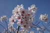 昔撮った桜「三寒四温」