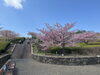 「魚魚の宿　3月20日　河津桜🌸」