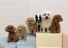 つぐお☆おとめ☆きぃ☆ぽん☆ぱん☆くま「ましゅまろ幼稚園🐾」