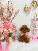 「4月フォトセット」