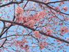園庭の桜が開花しました！「修了式」