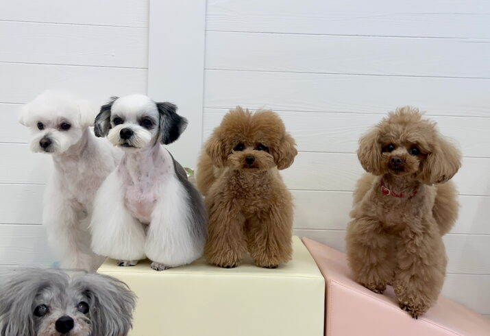 ペチくん☆アモルくん☆くまくん☆にこくん☆めっち。「ましゅまろ幼稚園🐾パートⅠ」