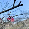 「2025“梅”開花宣言！道の駅木曽福島」