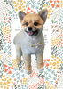 「Dog salon mofu mofu　余市町」