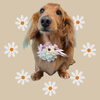 「Dog salon mofu mofu　余市町」