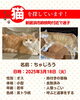 「迷い猫を探しています【新居浜市政枝町】（不明になった日：2025年3月18日）」