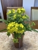 「菜の花」