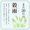 穀雨｜二十四節季「4月20日は穀雨（こくう）です。」