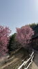 満開の寒緋桜「春本番！　寒緋桜」