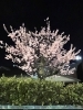 昨日出雲市駅近くで撮影「🌸春は自律神経系の不調が出やすい季節🌸その前にできる対策ありますよ!!」