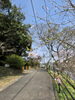 「桜(北九州市八幡西区若葉にある少人数対応安心価額の直葬、家族葬専門葬儀社です。小倉、上上津役にも会館がございます。また、ご自宅よりお送りするお手伝いもしております)」