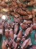 富山県産ホタルイカ「歓迎会」