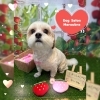 ミックス　カット「🐶ミックス、ダックス、トリミングのお友達🍓」