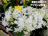 「一輪からでもお気軽に！南魚沼の国道沿いにあるお花屋さん、フローリストたかの。」