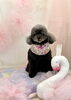 クッキーちゃん「Spring swan」
