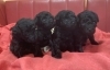 「トイプードル男の子4兄弟登場🐶！」