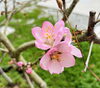 アーモンドの花「アーモンドの花が咲きました」