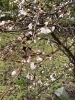桜が開花「サクラサク！桜があっという間に咲きました」