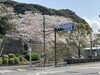 「西海橋物産館　西海橋・桜情報🌸」