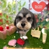 ミックス　カット「🐶ミックス、ポメラニアン、トリミングのお友達🍓」