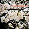 満開の桜🌸綺麗ですね✨(*´艸`)「お花見スイーツを忘れずに💓(* >ω<)」