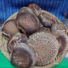 「檜原村産しいたけ入荷～旬野菜・お土産・特産品の【山の店】（秋川渓谷から車で5分）～」