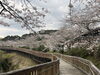 「西海橋物産館　西海橋・桜🌸情報」