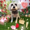 シュナウザー　カット「🐶シュナウザー、チワワ、ミックス、トリミングのお友達🍓」