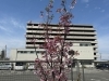 「新居浜にも春到来🌸 」