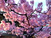 御入学、御入園、御進級 おめでとうございます!「もう、すぐ、新年度です！　～学習体験実施中！新年度生募集中！～」