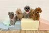 MeMe♡きぃ♡NoNo♡くまくん「ましゅまろ幼稚園🐾」