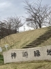 毎日の散歩道「桜🌸桜🌸桜🌸」