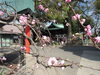 「桜も桃も咲きました！　4月の祭事をお知らせします」