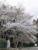 染井吉野「桜まつり協力金の徴収開始＆開花情報（3月30日現在）」