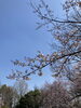 「桜の咲く季節になりましたね」