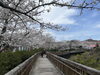 「西海橋物産館　西海橋・桜満開🌸」