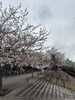 獨協大学周辺のさくら🌸「草加市のさくら開花情報🌸」