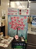 3/31 桜　8分咲き！「april dream 4/1　明日が本番です！　桜の用紙に夢を書いて貼って下さい。あと少しで満開です。書きに来て下さい。八王子スカイホテル　エイプリルドリーム　夢　桜　八日町　八王子　夢の桜　花見」