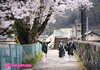 「今週は桜🌸ロケーション撮影ができそうです♪」