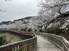 「西海橋物産館　西海橋・桜情報🌸」