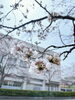 今日の桜の様子「さくら祭り出店してます🌸骨盤調整と姿勢診断イベント価格😆」